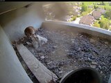 Der Falken-Nachwuchs ist da!
