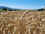 Brotgetreide- und UrDinkelernte in vollem Gang!