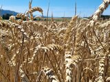 Brotgetreide- und UrDinkelernte in vollem Gang!